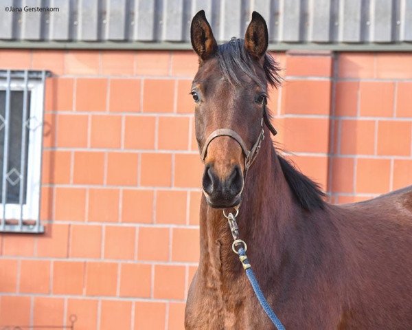 broodmare Fortuna (Hanoverian, 2019, from Fantastic)