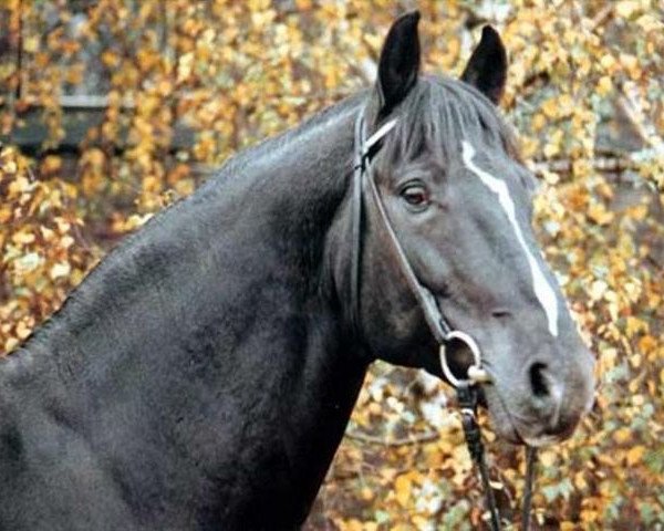 stallion Cortino II (Holsteiner, 1977, from Cor de la Bryère) stallion Cortino II (Holsteiner, 1977, from Cor de la Bryère)