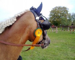 jumper Notting's Tom S (Haflinger, 2006, from El.H. Notting Hill)