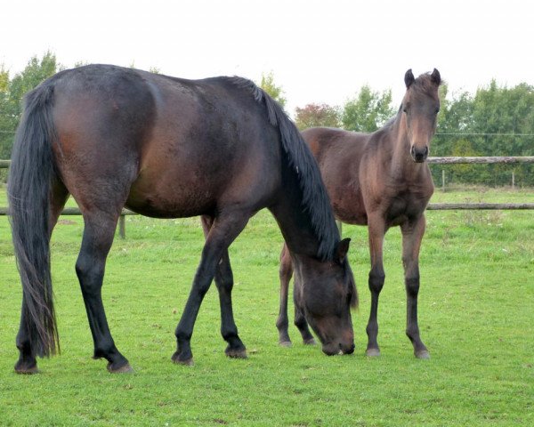 broodmare Cleo (German Riding Pony, 2018, from Charivari)