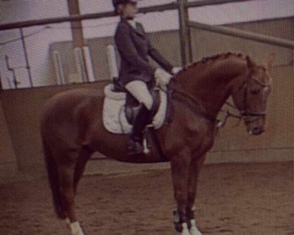 dressage horse Rubinjo (Oldenburg, 1999, from Rivero xx)