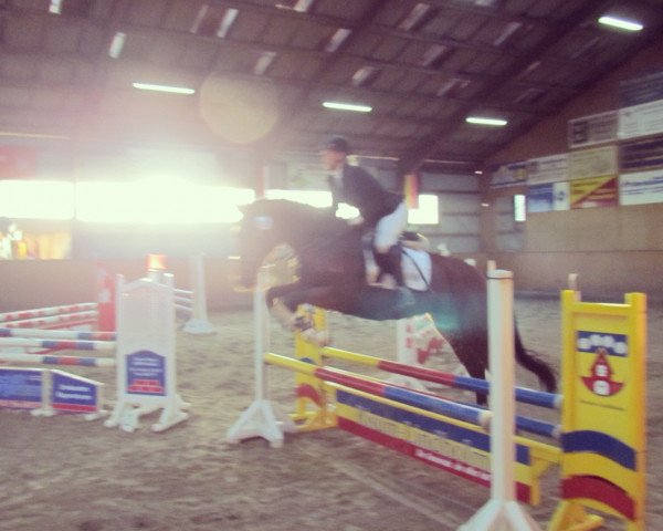 jumper Ulana IH (Holsteiner, 2004)