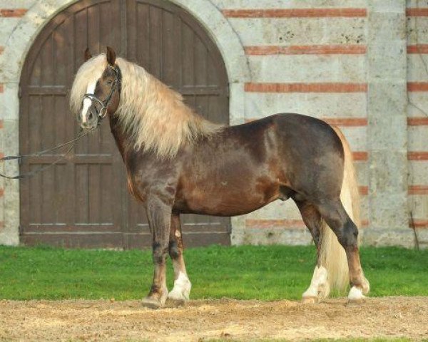 Semental Dachs (Sangre Fría de la Selva Negra, 2007, de Dachsberg)