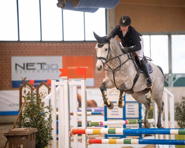 jumper Carlotta 375 (Westphalian, 2017, from Congress)