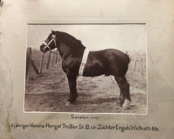 stallion Trotter II RS 131 (Rhenish-German Cold-Blood, 1901, from Trotter Ldb) stallion Trotter II RS 131 (Rhenish-German Cold-Blood, 1901, from Trotter Ldb)