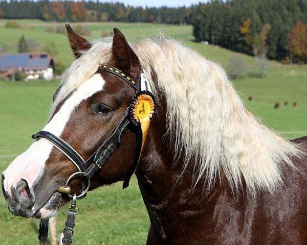 Deckhengst Rossfest (Schwarzwälder Kaltblut, 2010, von Ravelsberg)