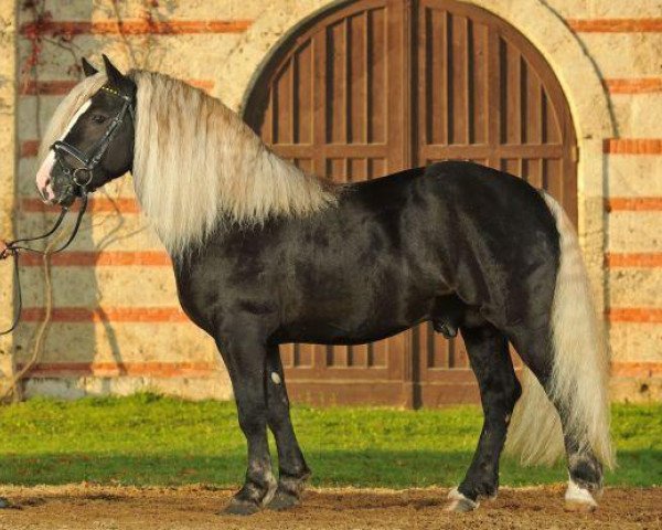 stallion Vento (Black Forest Horse, 2006, from Vogtsberg) stallion Vento (Black Forest Horse, 2006, from Vogtsberg)