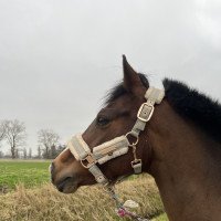dressage horse Anna 261 (German Riding Pony, 2010, from New Star)