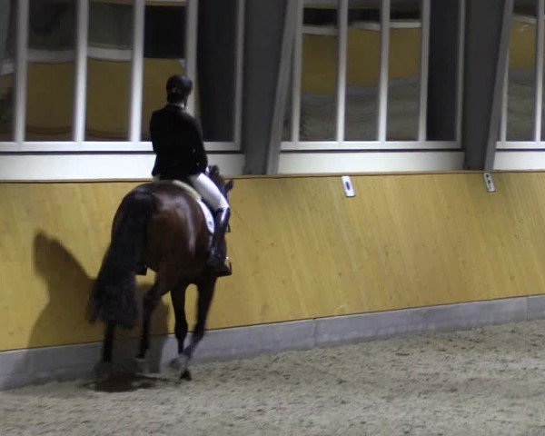 Spring- und Dressur Late Entry Münster-Amelsbüren 2022