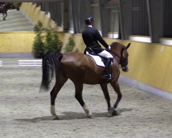Spring- und Dressur Late Entry Münster-Amelsbüren 2022