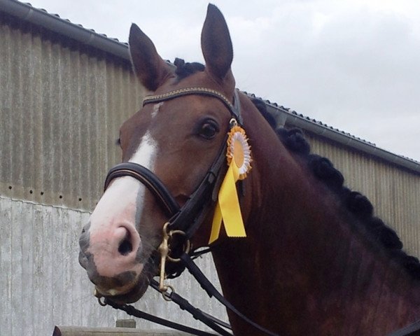 Cavallo da Dressage Ernie D (Westfale, 2004, di Ehrentusch)