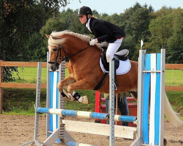 horse Nivio (Haflinger, 2006, from Ninjo)