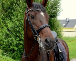 Dressage horse Escort 26 (Bayer, 2004, from Entertainment)