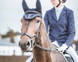 dressage horse My Majestic Elliot (German Sport Horse, 2010)