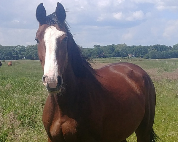 broodmare Atlanta (Holsteiner, 2008, from Aljano)