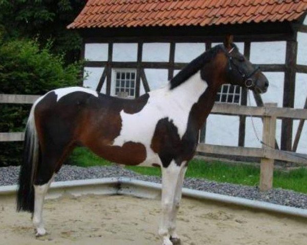 stallion Shadow Jumper (Pinto / Small Riding Horse, 1994, from Sambuco B) stallion Shadow Jumper (Pinto / Small Riding Horse, 1994, from Sambuco B)