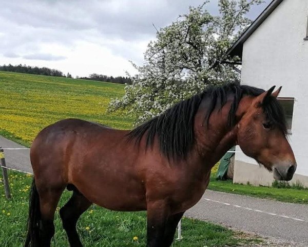 Semental Wilasko (Sangre Fría de la Selva Negra, 2019, de Wilano)