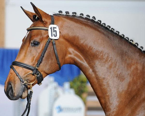 stallion Candyman (Holsteiner, 2008, from Casall Ask)