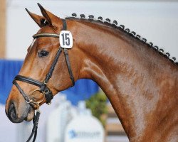 Deckhengst Candyman (Holsteiner, 2008, von Casall Ask)