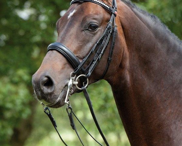 stallion Camparino (Holsteiner, 2004, from Chello I)