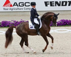 stallion Belissimo NRW (Rhinelander, 1999, from Beltain)