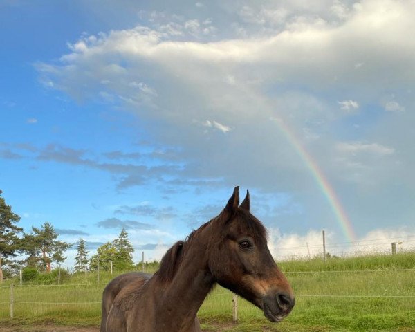 horse Leonardo (German Riding Pony, 1995, from Leopold)