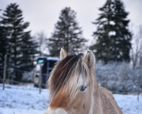 Pferd Dirtje (Fjordpferd, 2010, von Dylar)