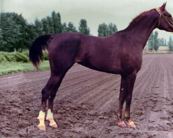 broodmare Vakansia ox (Arabian purebred, 1983, from Peleng 1978 ox)
