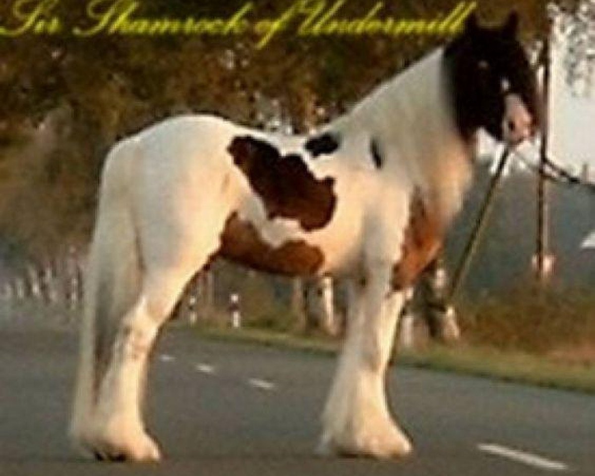 stallion Sir Shamrock of Undermill (Tinker / Irish Cob / Gypsy Vanner, 2000, from Sir Lancelot)