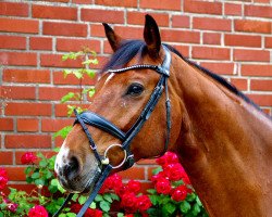 dressage horse Willi 364 (Hanoverian, 2009, from Valentino)