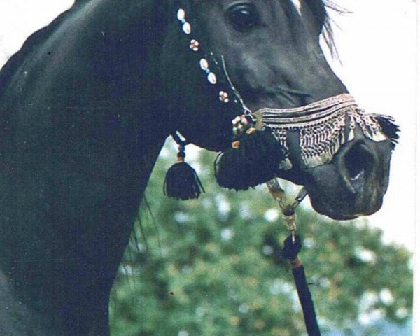 Deckhengst Faa El Sharik EAO (Vollblutaraber, 1992, von Dhar Faa Halim ox)