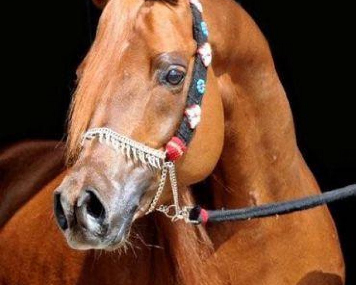 horse Lareedoh ox (Arabian purebred, 2003, from Laman HVP 1997 ox)