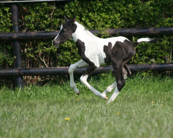 horse Tadita (Trakehner, 2021, from Camaro)