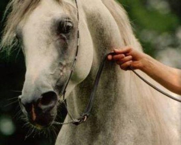 horse Mandur ox (Arabian purebred, 1995, from Maysoun 1985 ox)