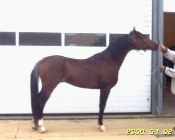 horse Ajm Bahari ox (Arabian purebred, 1997, from FS Bengali ox)