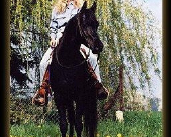 stallion Prince Shetan ox (Arabian purebred, 1995, from Ansata El Salaam ox)