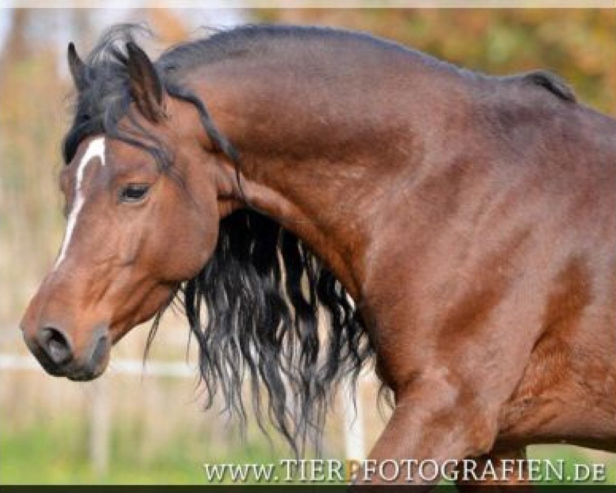horse WhyNot Just a Boy (Kleines Deutsches Pony, 2007, from Callenbergs Just in Time)