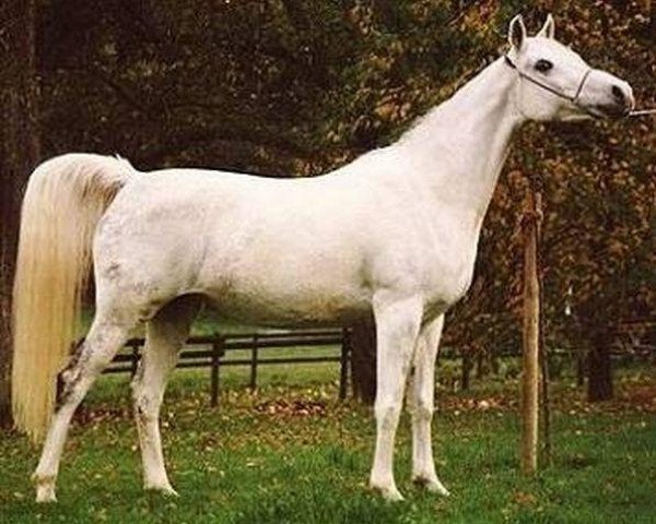 broodmare Ora 1978 ox (Arabian purebred, 1978, from Ibn Shaker I 1973 ox)