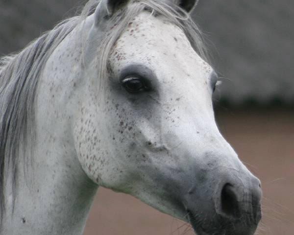 broodmare Orayana ox (Arabian purebred, 1993, from Maysoun 1985 ox)