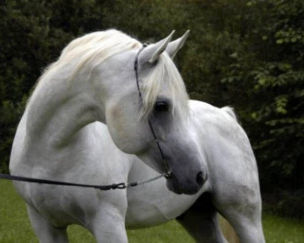 stallion Al Najma Ovid ox (Arabian purebred, 1997, from Ansata Sinan ox)