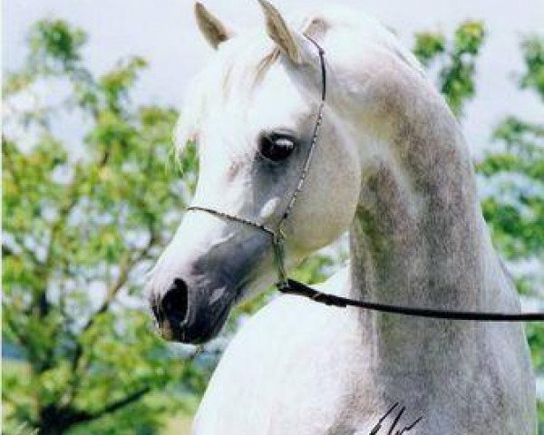 stallion Mahmudi EAO (Arabian purebred, 2000, from Maysoun 1985 ox)