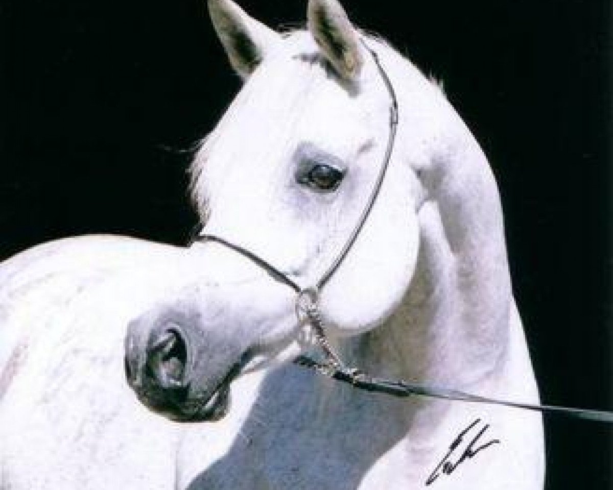 stallion Madin Ibn Sinan EAO (Arabian purebred, 1999, from Ansata Sinan ox)