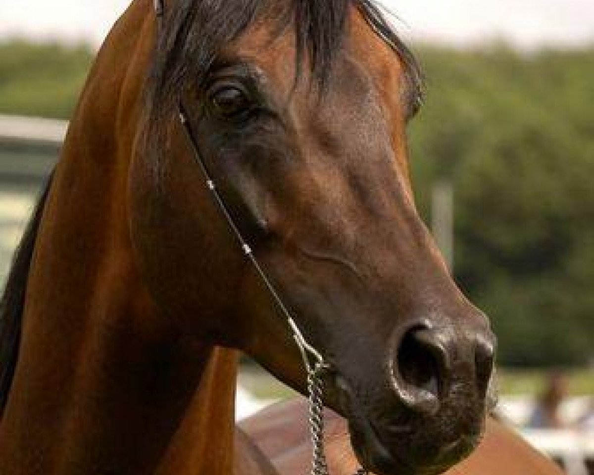 stallion Kamerton (Arabian purebred, 1999, from Mat ox)