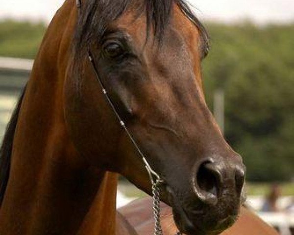 stallion Kamerton (Arabian purebred, 1999, from Mat ox)