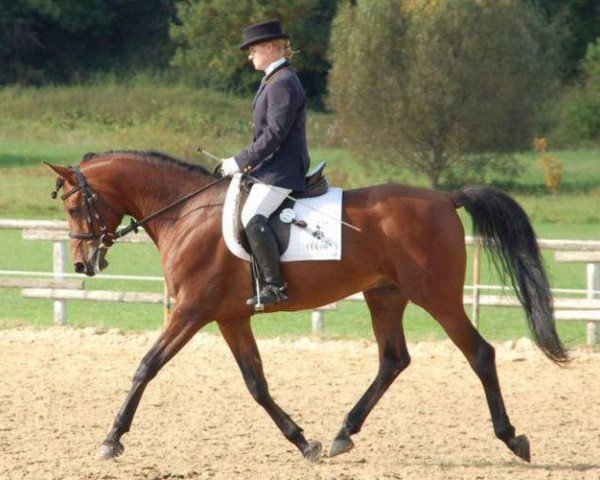 stallion Cerasus Nurashaan EAO (Arabian purebred, 2001, from Orashaan EAO)