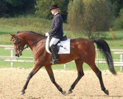 stallion Cerasus Nurashaan EAO (Thoroughbred, 2001, from Orashaan EAO)
