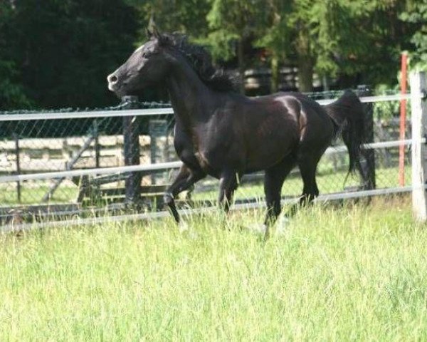 stallion Riad El Highlight ox (Arabian purebred, 2002, from Fakt ox) stallion Riad El Highlight ox (Arabian purebred, 2002, from Fakt ox)