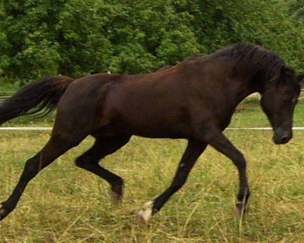 stallion Ghorab EAO (Arabian purebred, 1986, from Gharib ox)