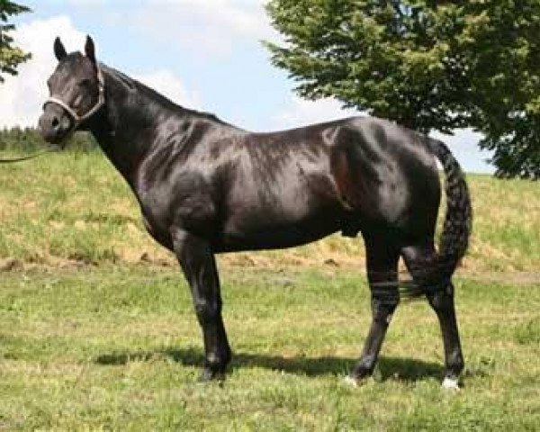 Pferd Lancers Little Jack (Quarter Horse, 2000, von Docs Royal Lancer)