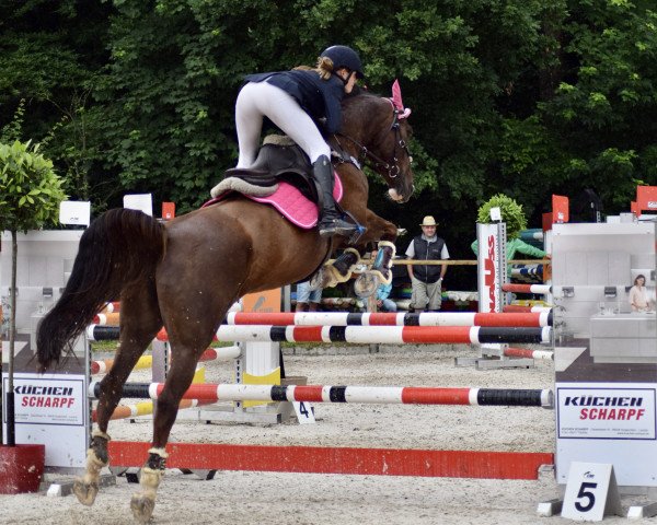 jumper Arissima 3 (Hanoverian, 2010, from Alpaschino) jumper Arissima 3 (Hanoverian, 2010, from Alpaschino)